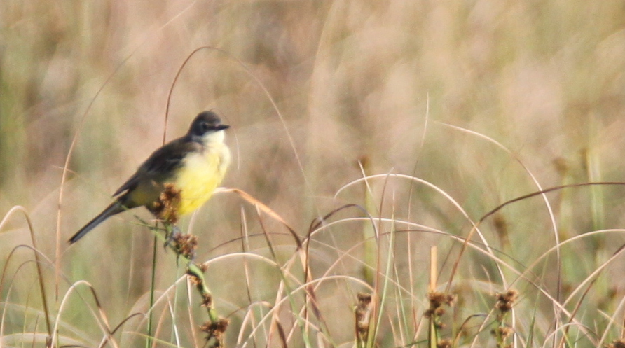 Western Yellow Wagtail