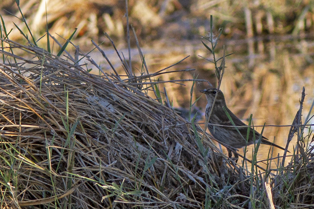 Water Pipit