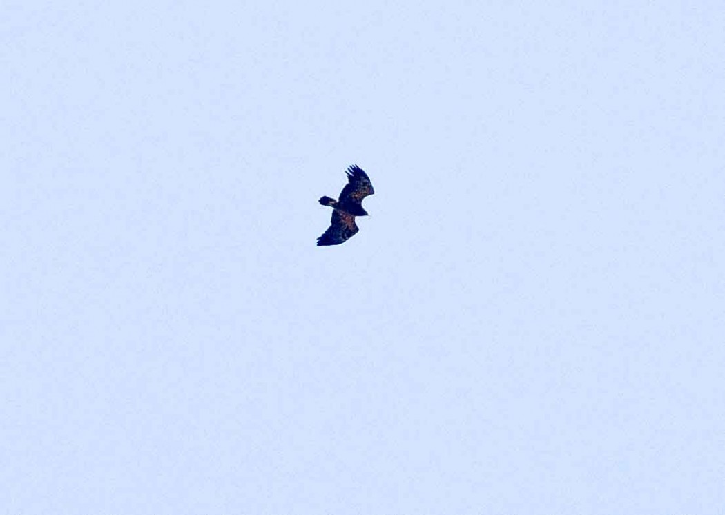 Lesser Spotted Eagle