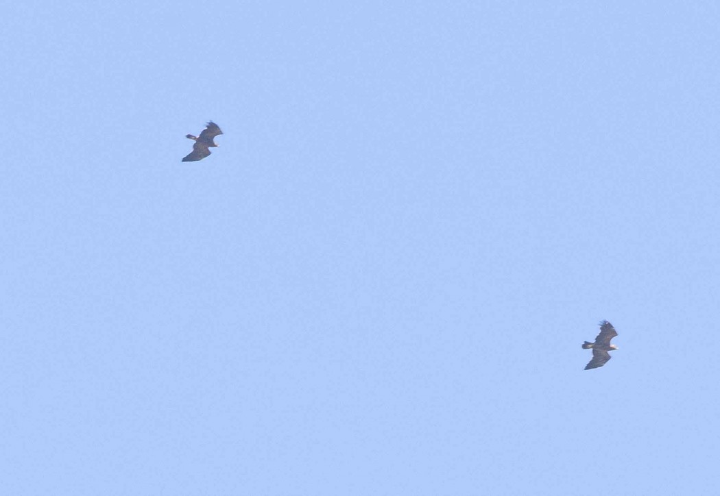 Short-toed Snake Eagle