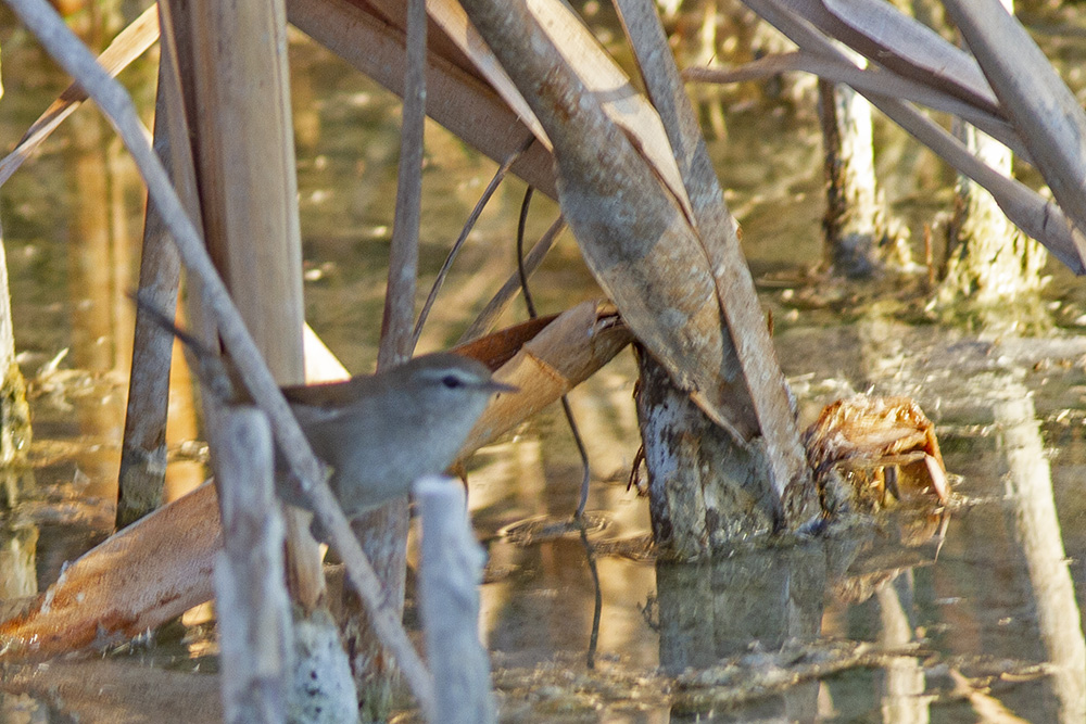 Cetti`s Warbler