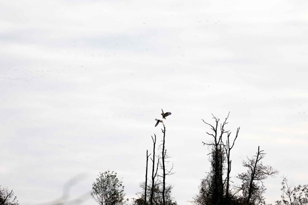 Lesser Spotted Eagle