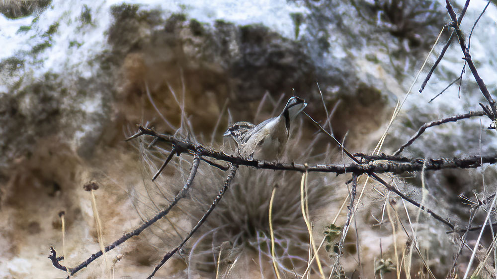 Rock Bunting