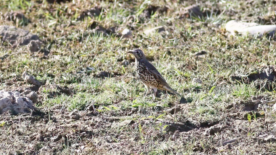 Mistle Thrush