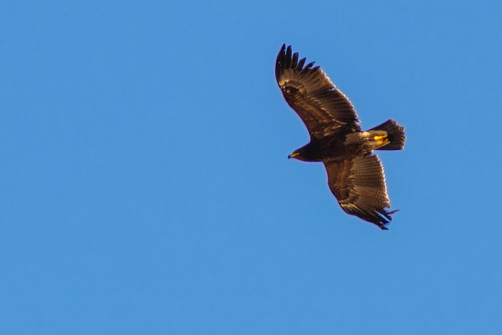 Lesser Spotted Eagle