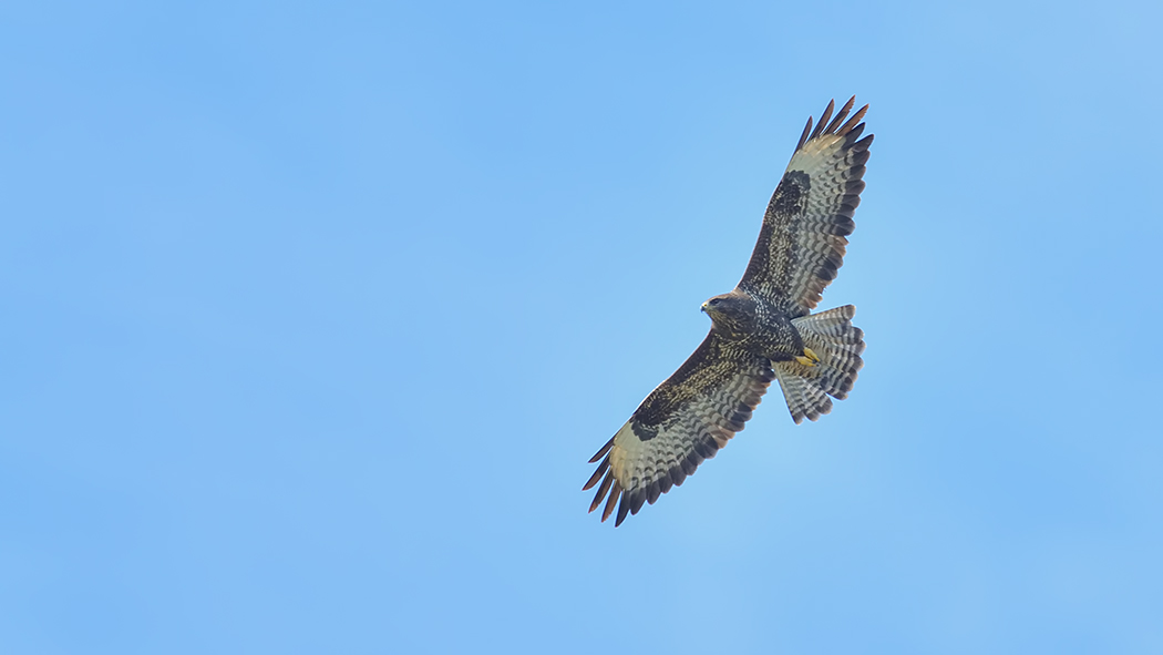 Common Buzzard