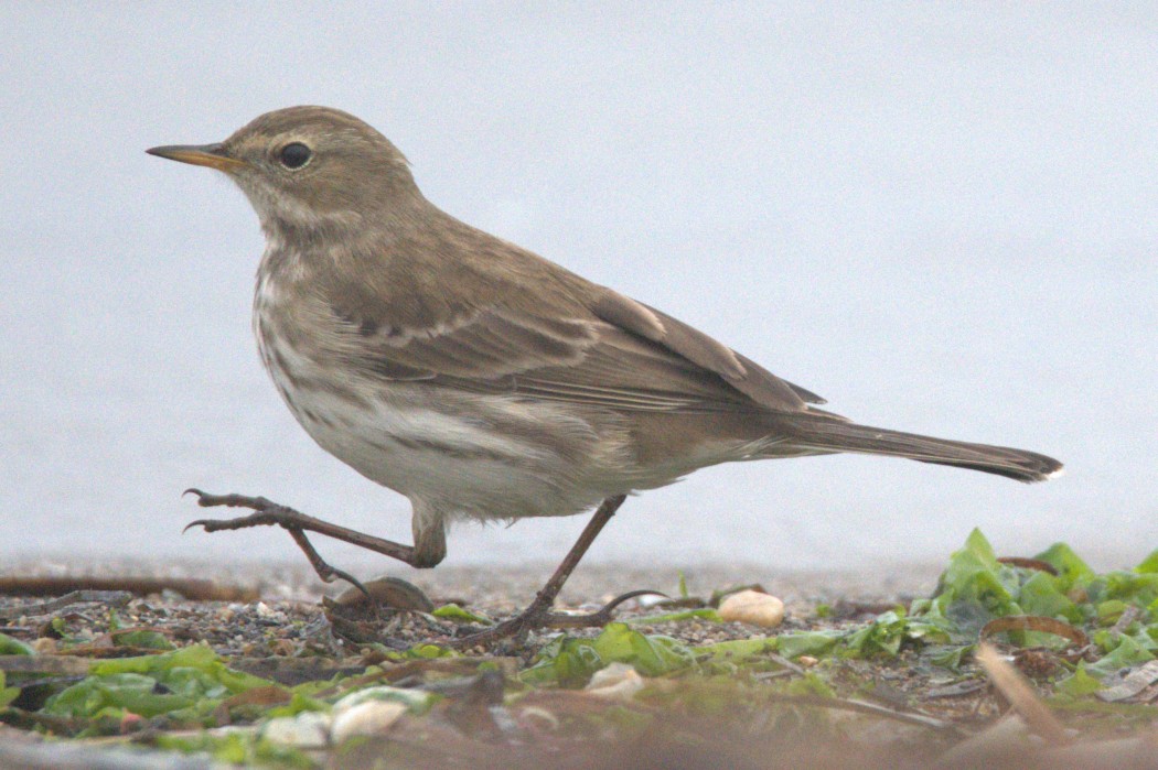 Water Pipit