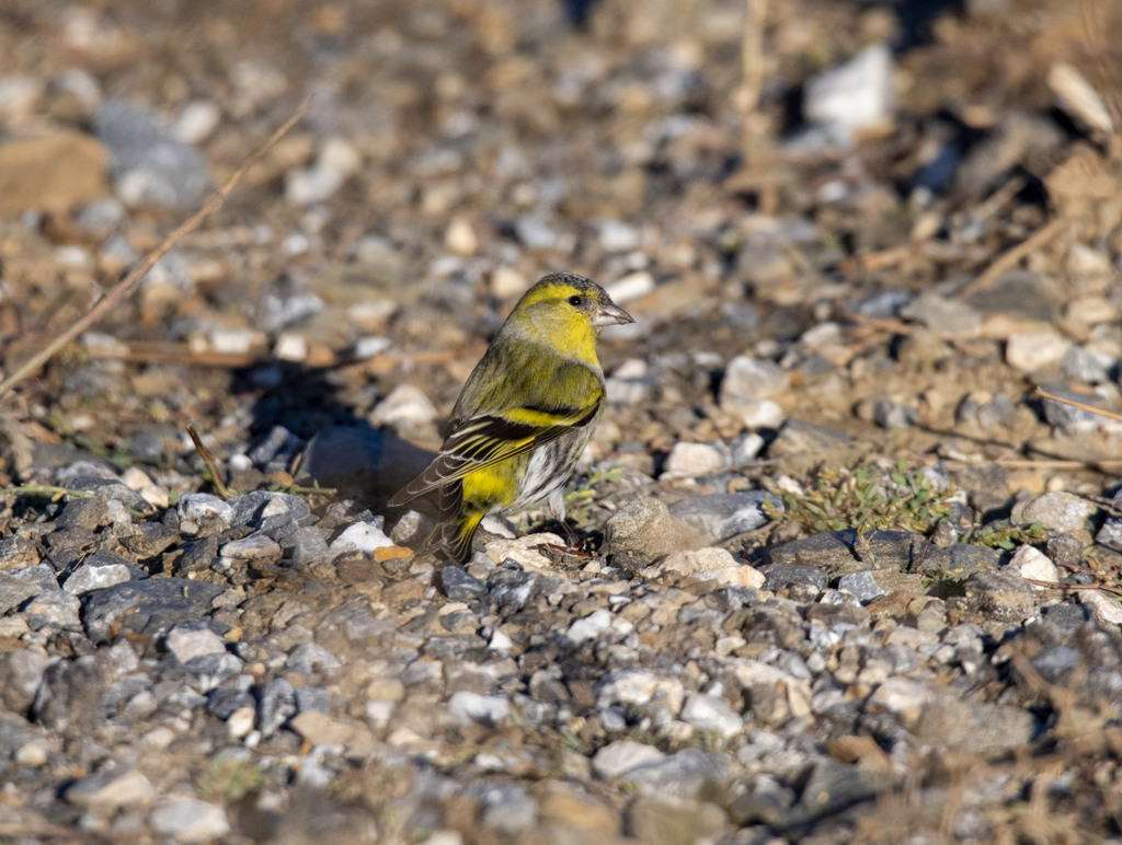 Eurasian Siskin