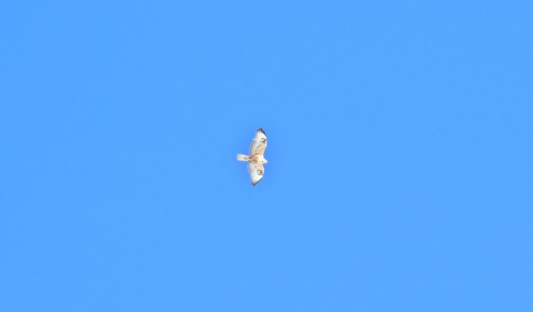 Long-legged Buzzard