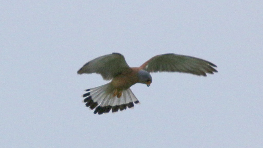 Lesser Kestrel