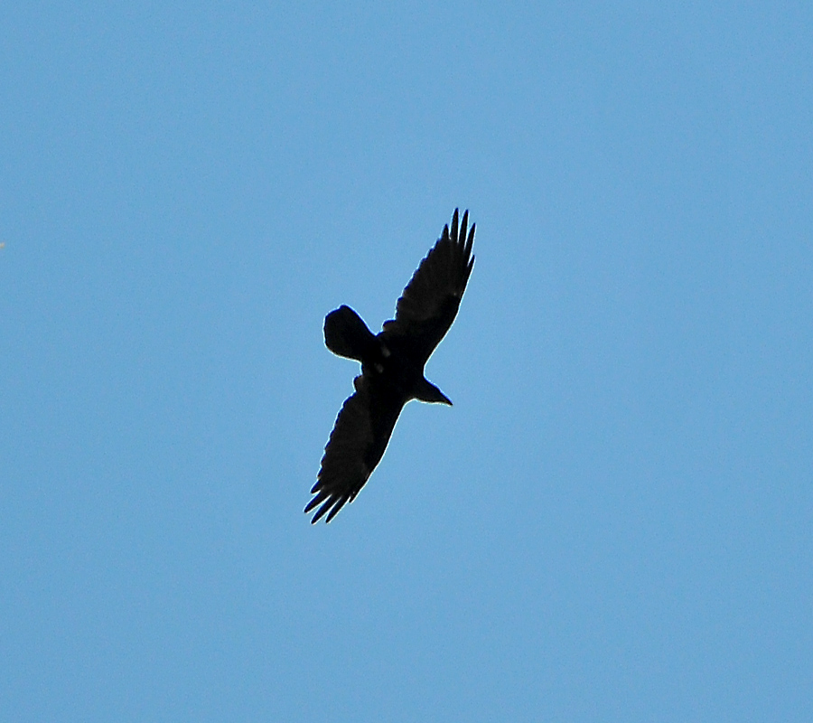 Northern Raven