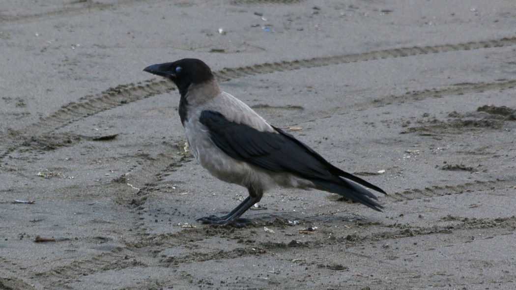 Hooded Crow