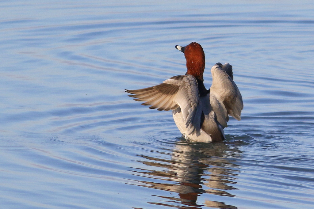 Common Pochard