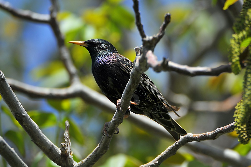 Common Starling