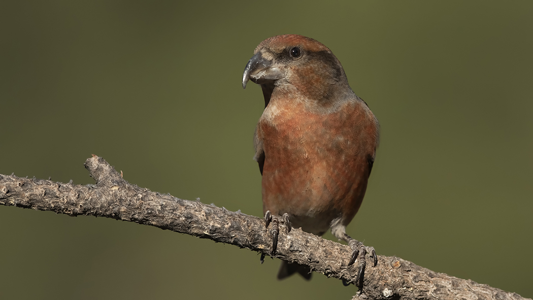 Red Crossbill