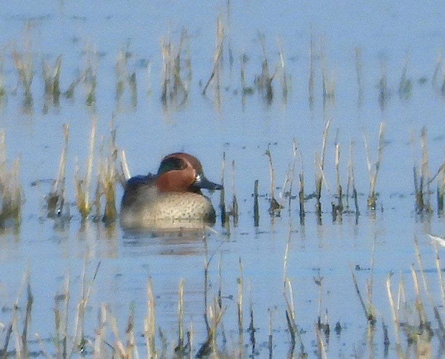 Eurasian Teal