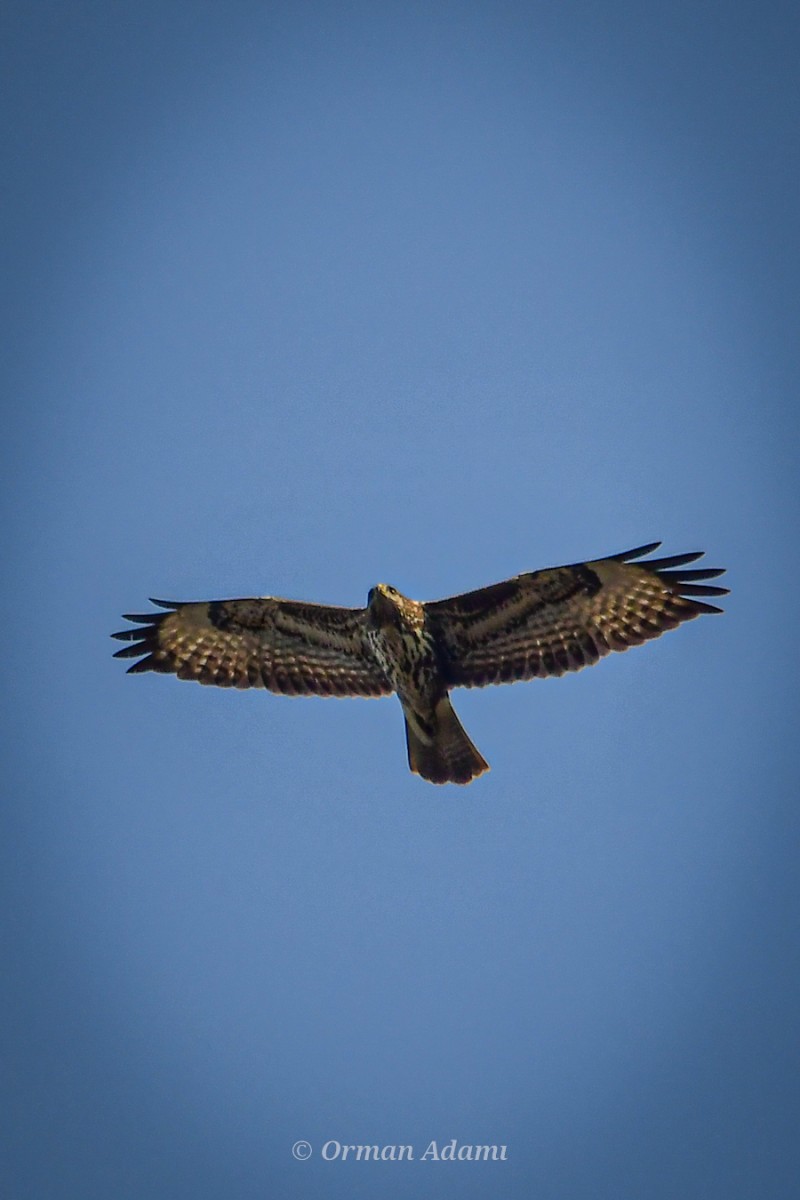 Common Buzzard