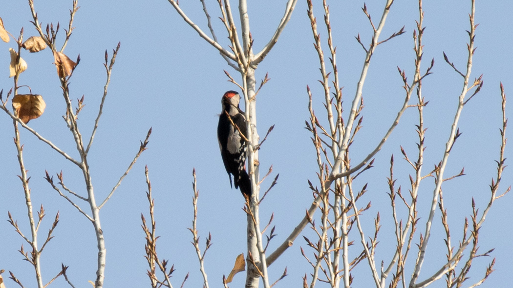 Syrian Woodpecker