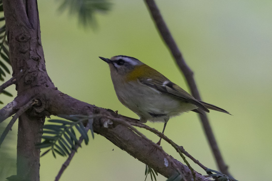 Common Firecrest