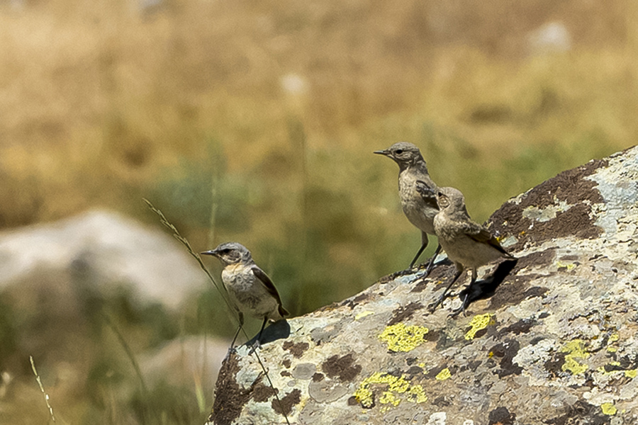 Northern Wheatear