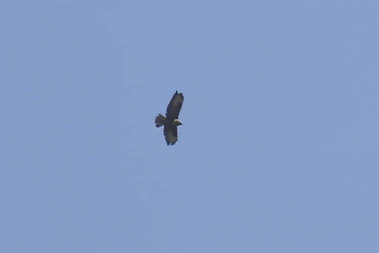 Long-legged Buzzard