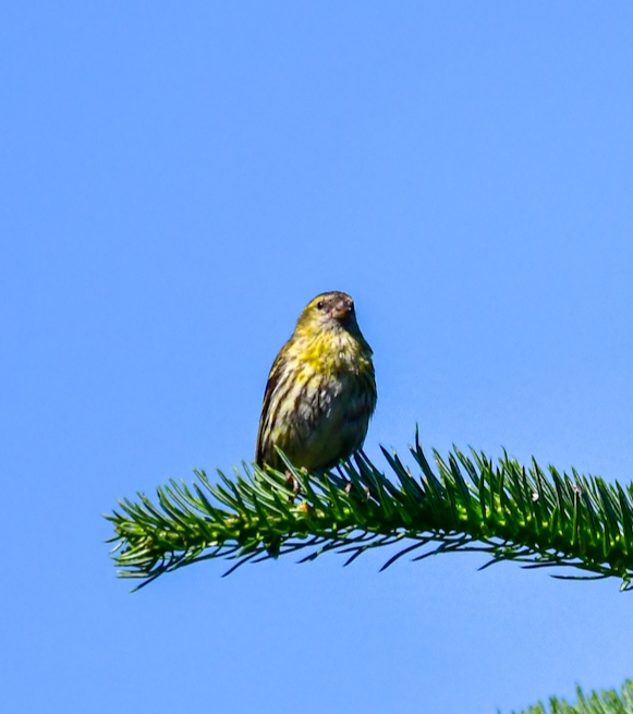 European Serin
