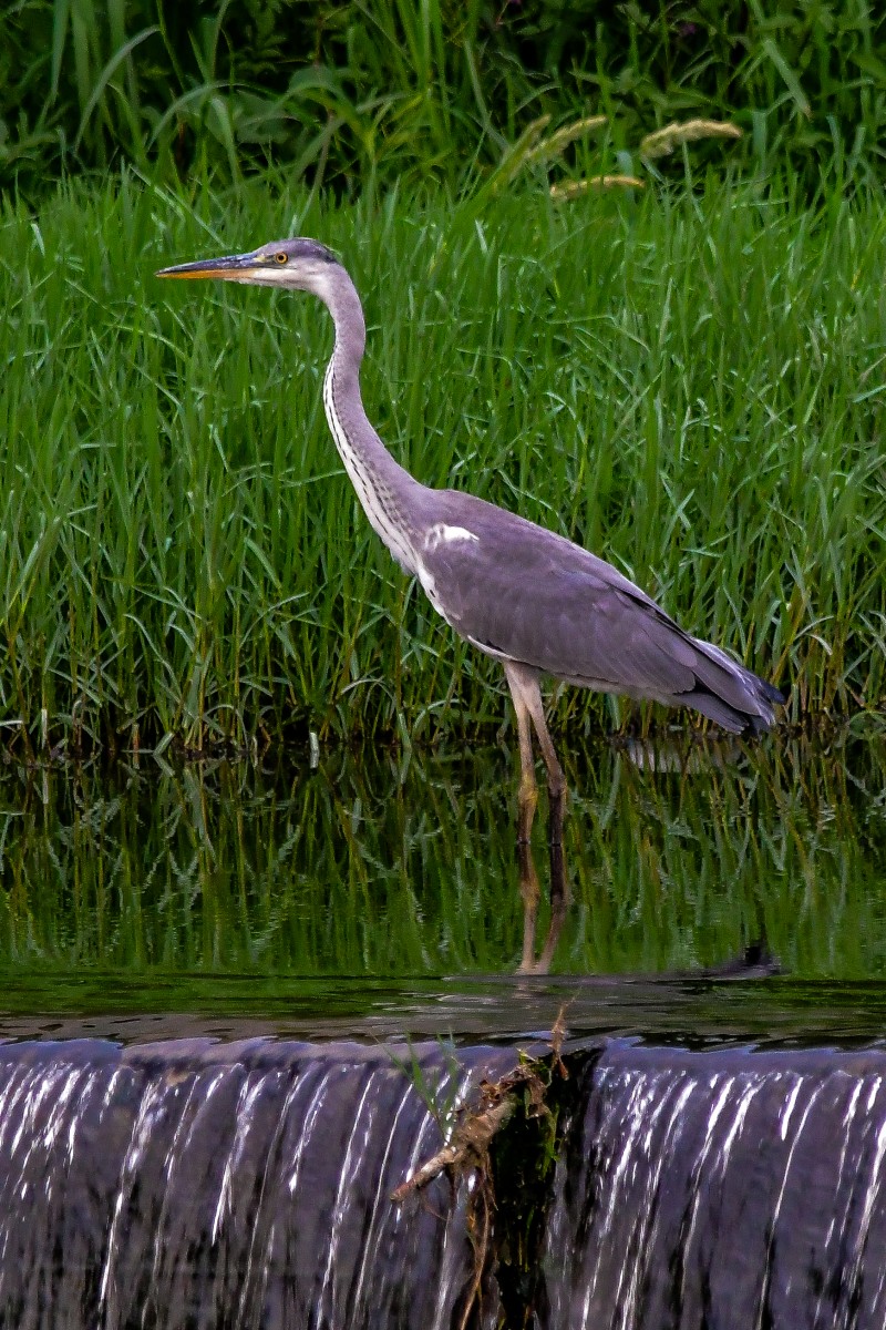 Grey Heron