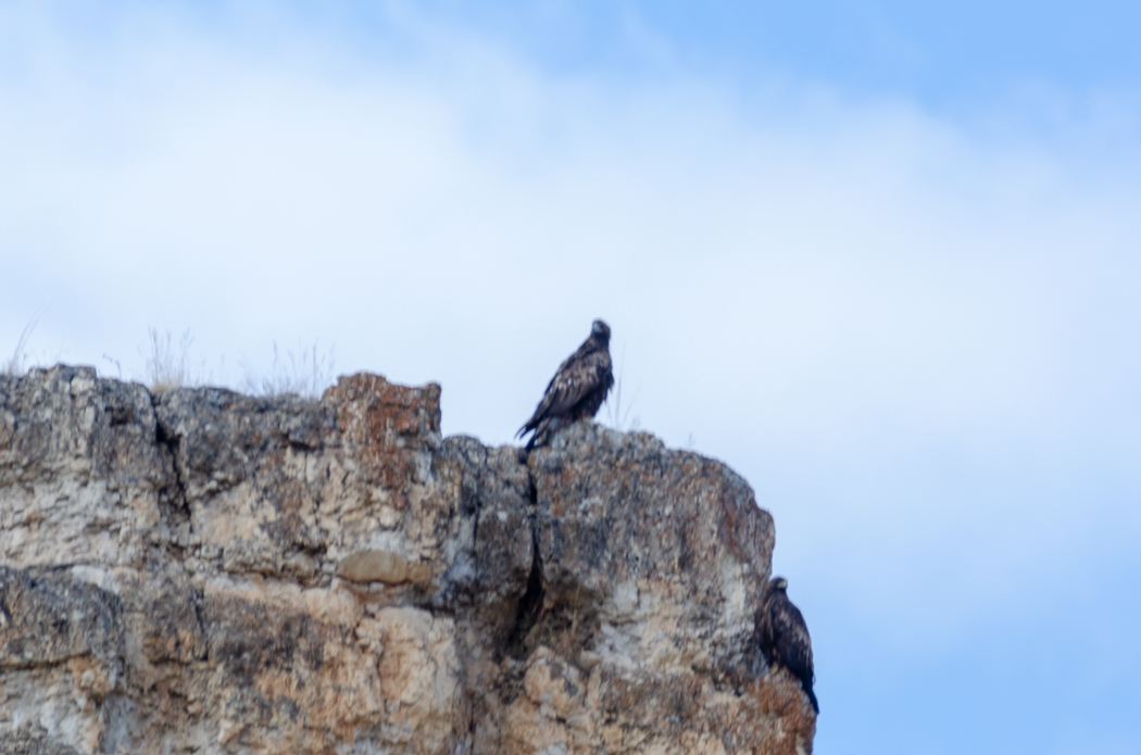 Golden Eagle