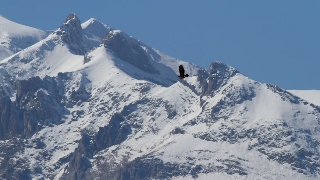 Golden Eagle