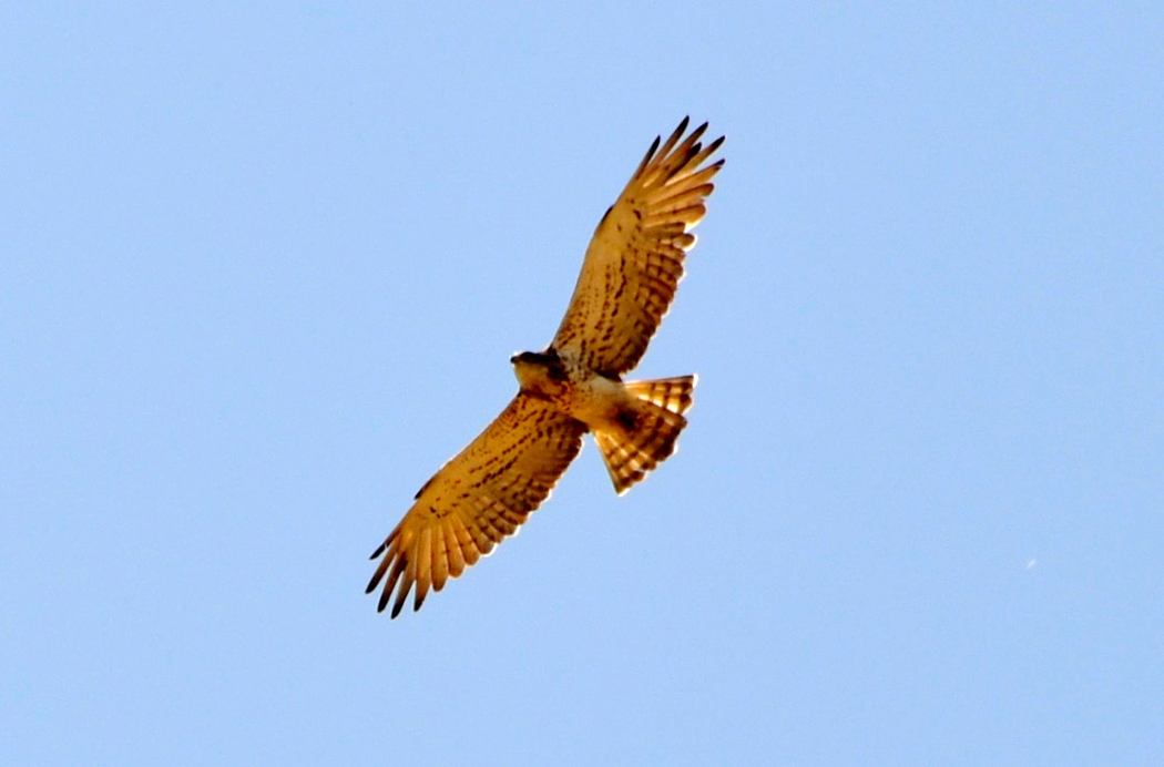 Short-toed Snake Eagle
