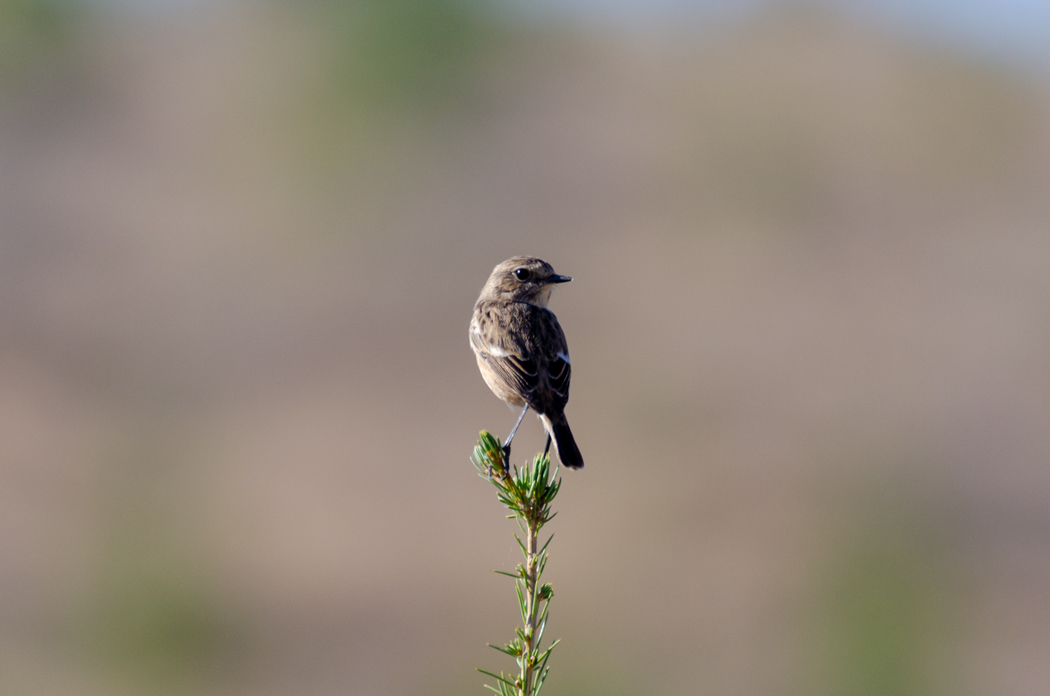 European Stonechat