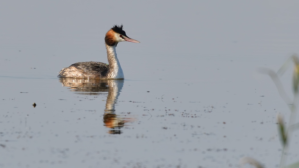 Great Crested Grebe