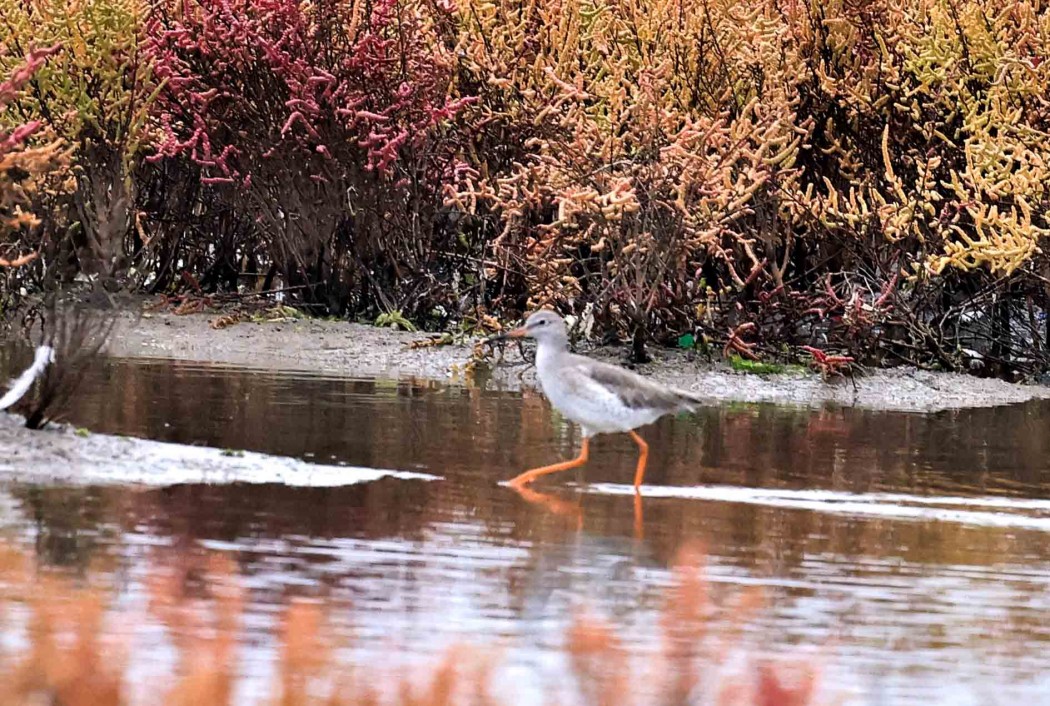 Common Redshank