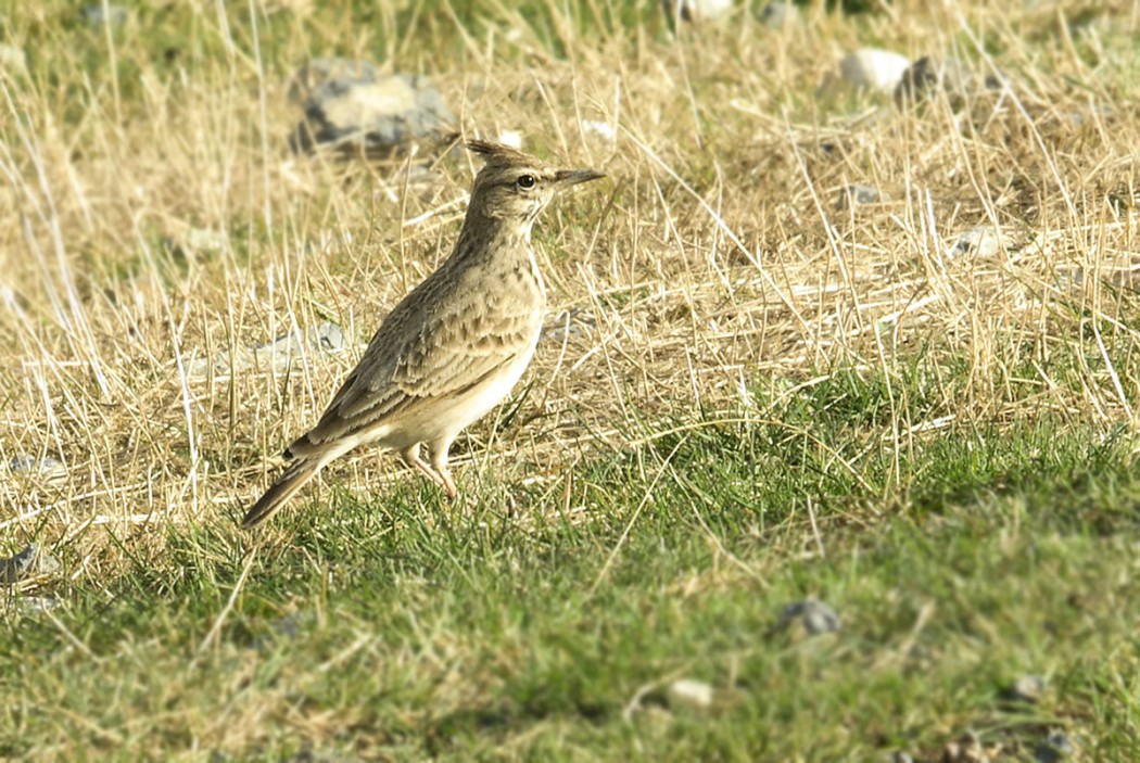 Crested Lark