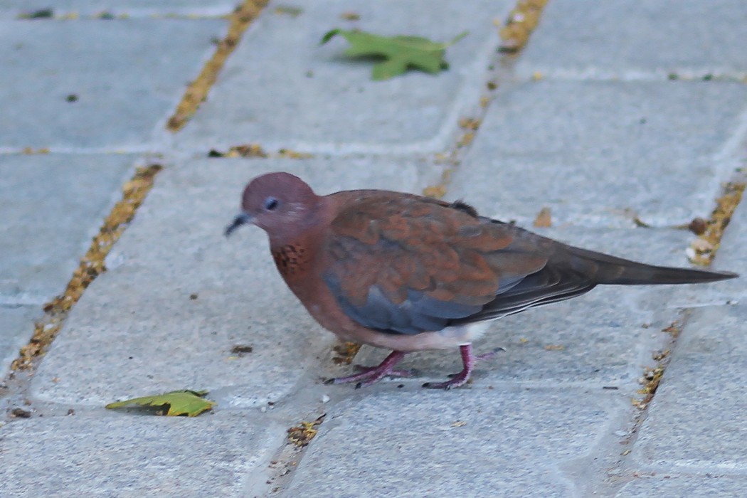 Laughing Dove