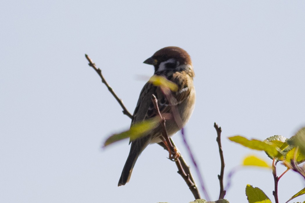 Eurasian Tree Sparrow