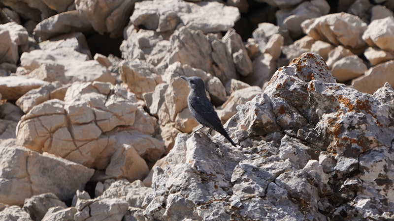 Blue Rock Thrush