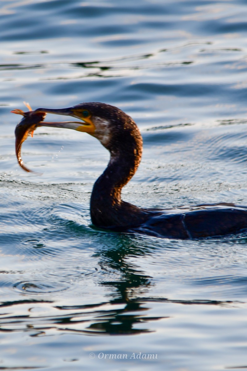 Great Cormorant