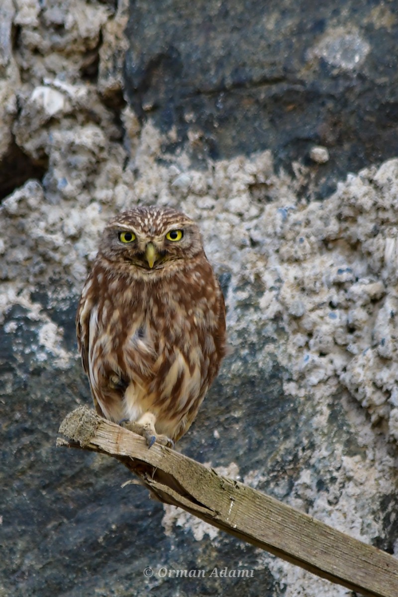Little Owl