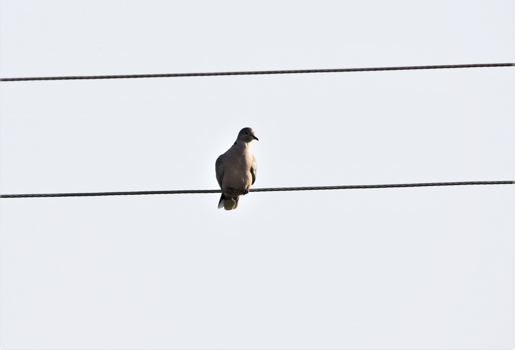 Eurasian Collared Dove