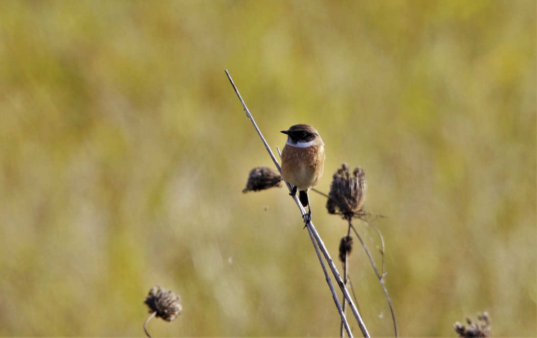 European Stonechat