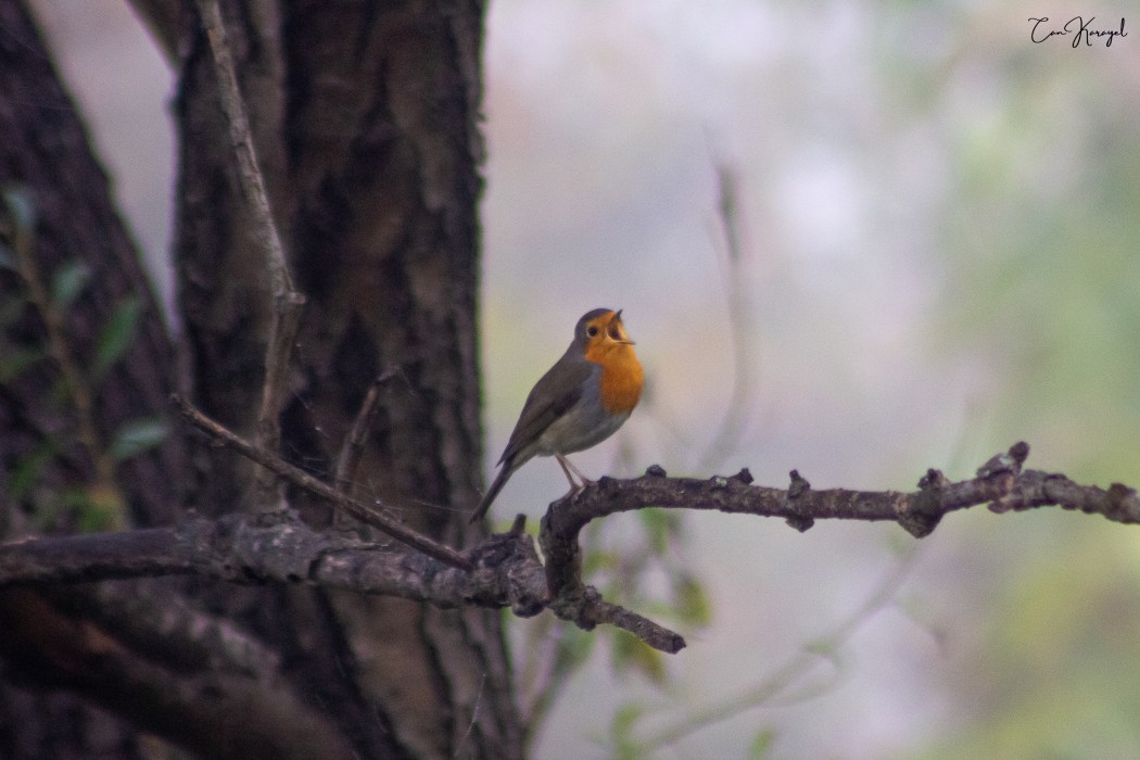 European Robin