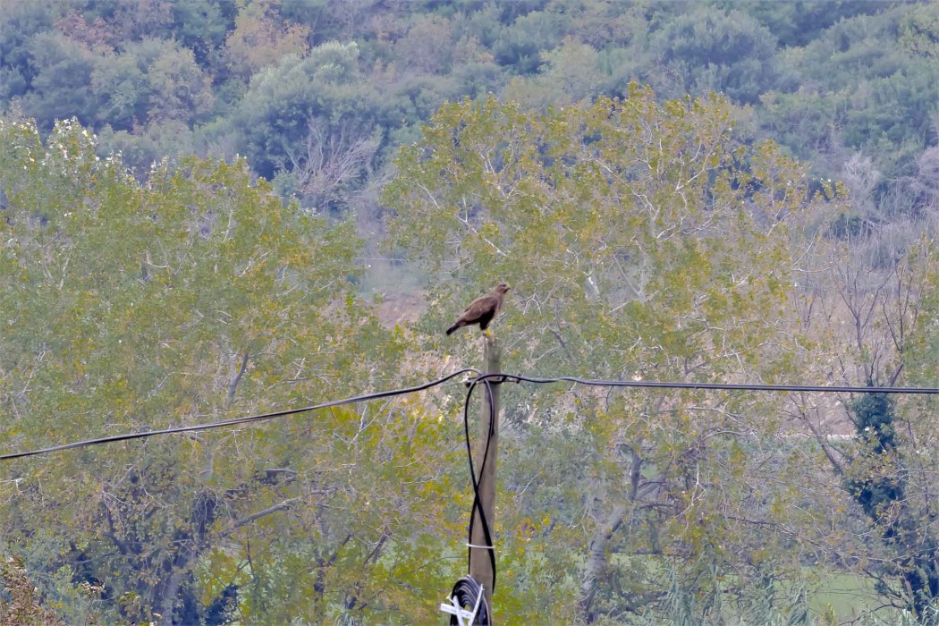 Common Buzzard