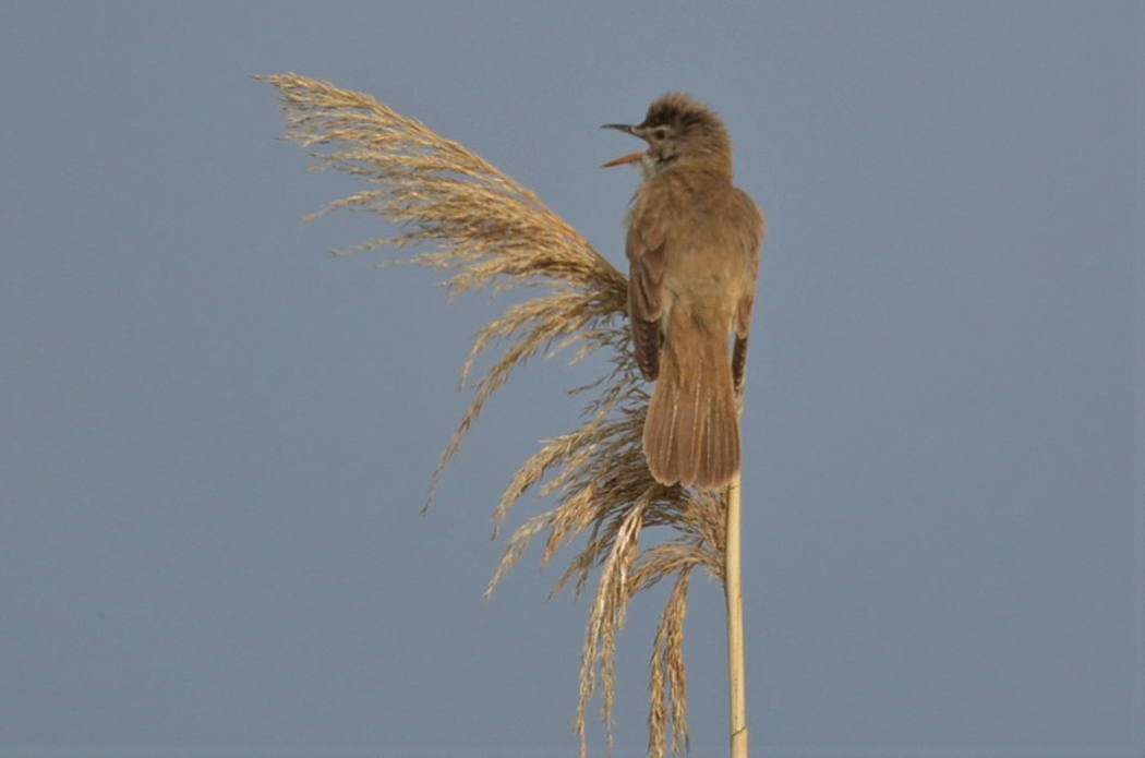 Great Reed Warbler