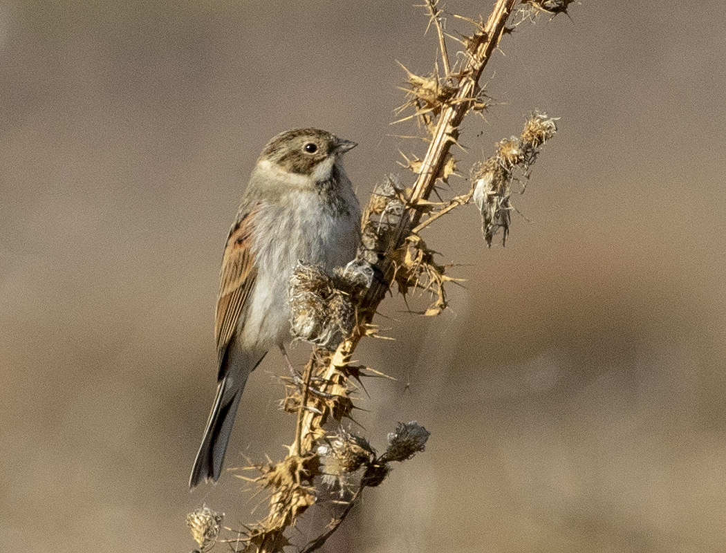 Common Reed Bunting