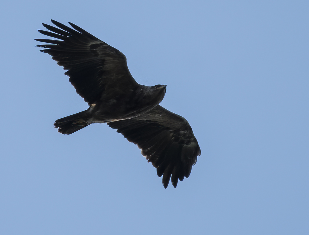 Lesser Spotted Eagle