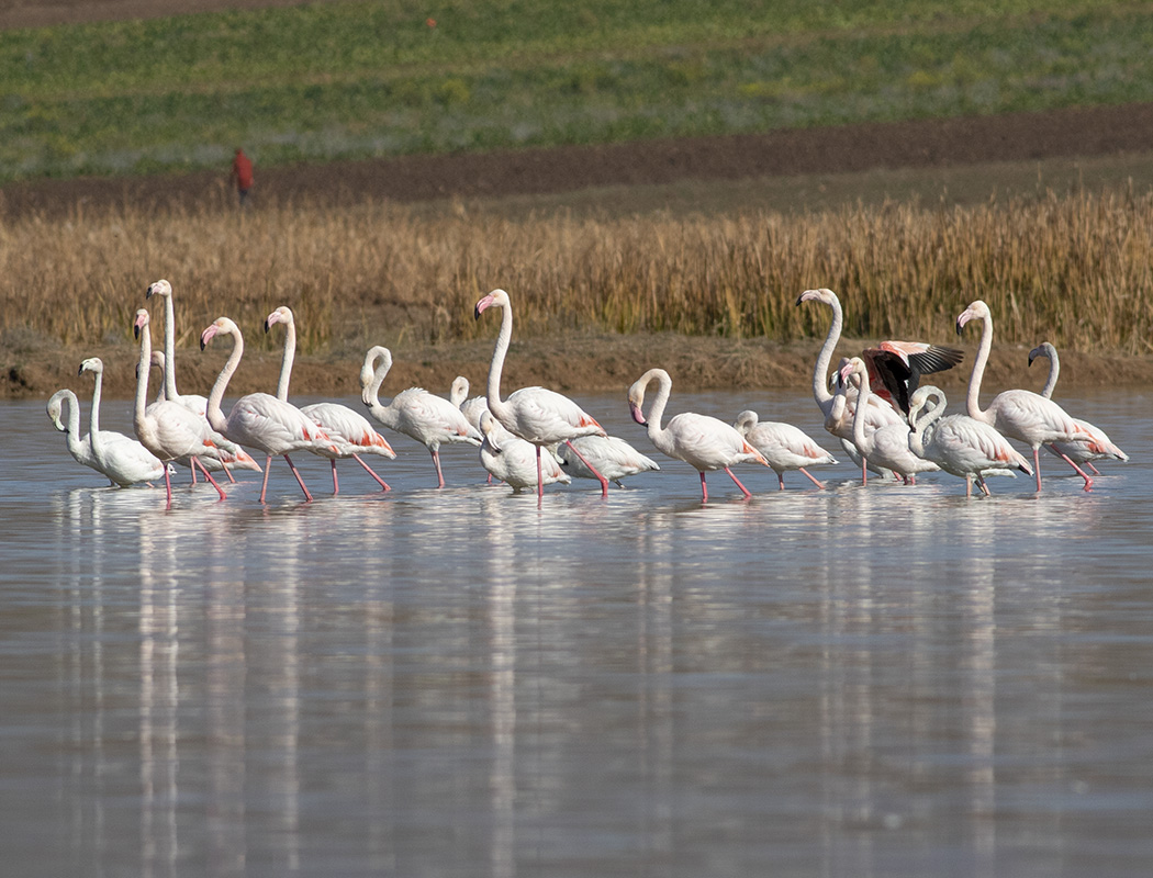 Greater Flamingo