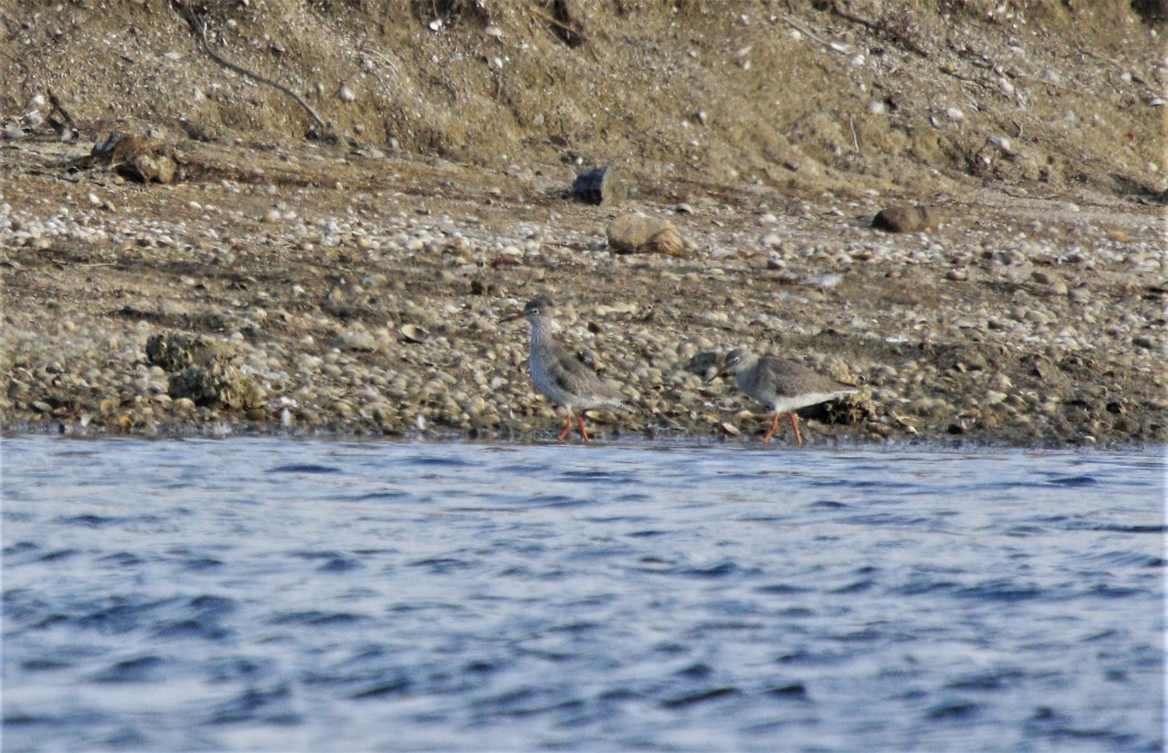 Common Redshank