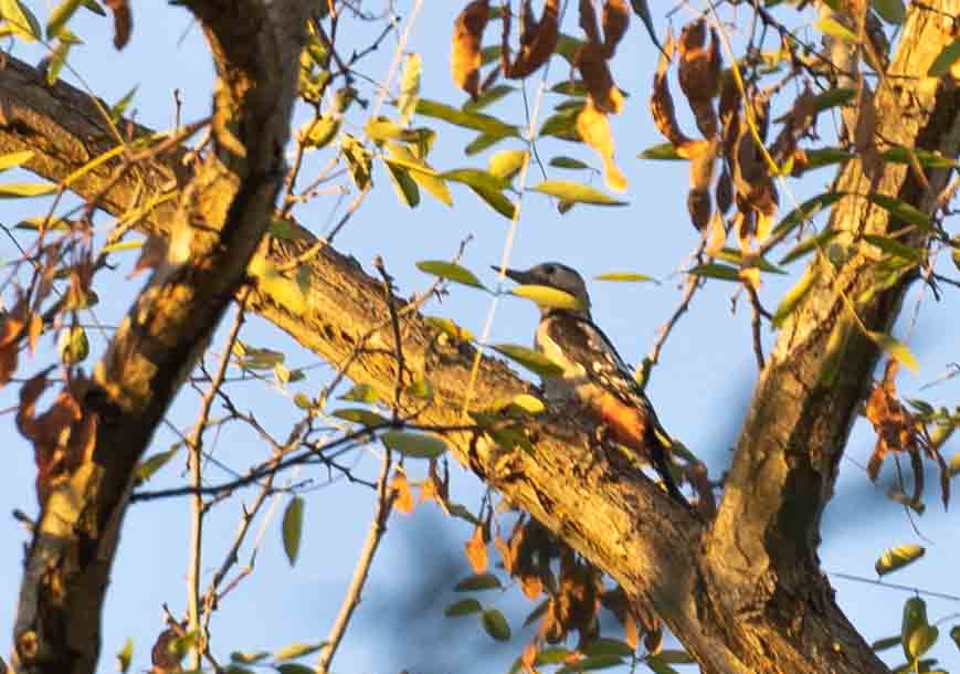 Syrian Woodpecker