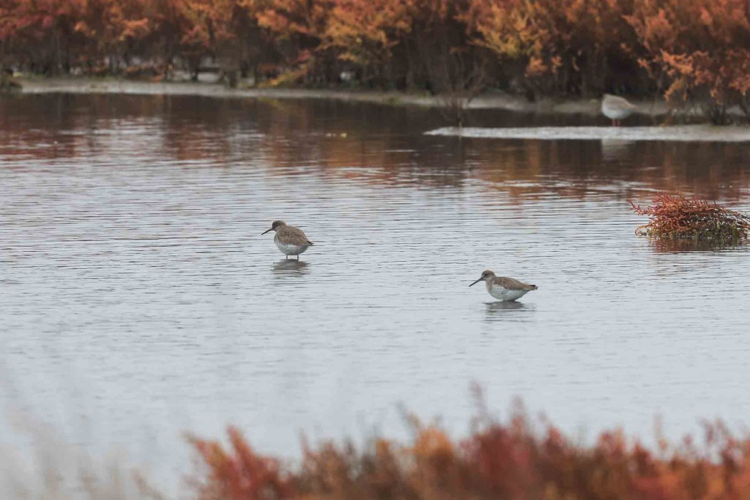 Common Redshank